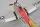 Arrows RC - T-28 Trojan - 1100mm - PNP - w/ Electric Retracts